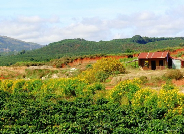 Bảo Lâm